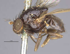 Image of Xenochaetina flavipennis (Fabricius 1805)