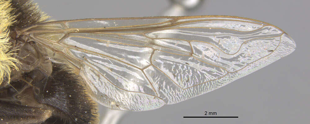 Слика од Eristalis flavipes Walker 1849