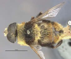 Imagem de Eristalis flavipes Walker 1849