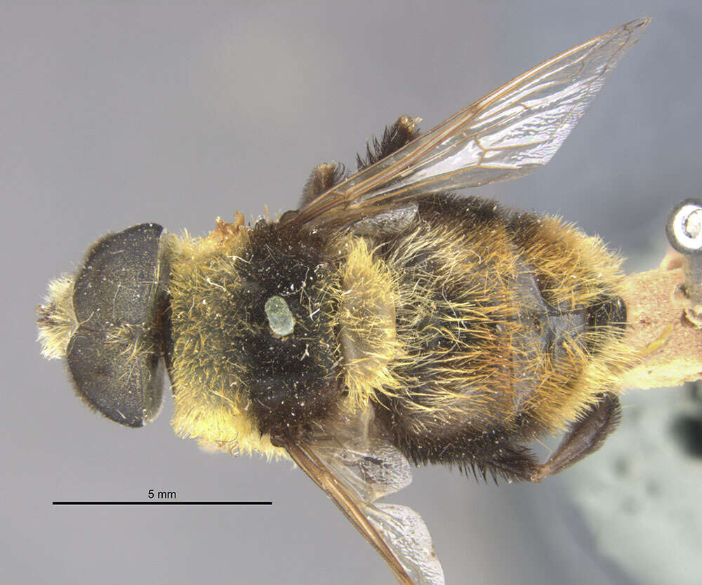 Image of Eristalis flavipes Walker 1849