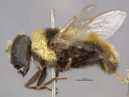 Imagem de Eristalis flavipes Walker 1849