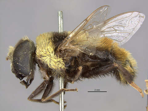 Image of Eristalis flavipes Walker 1849