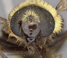 Image of Eristalis flavipes Walker 1849