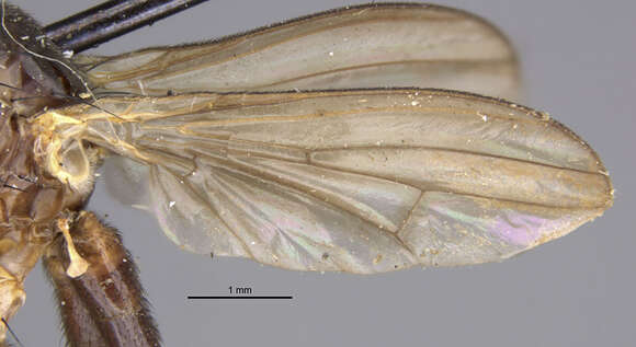 Image de Sciomyza varia (Coquillett 1904)