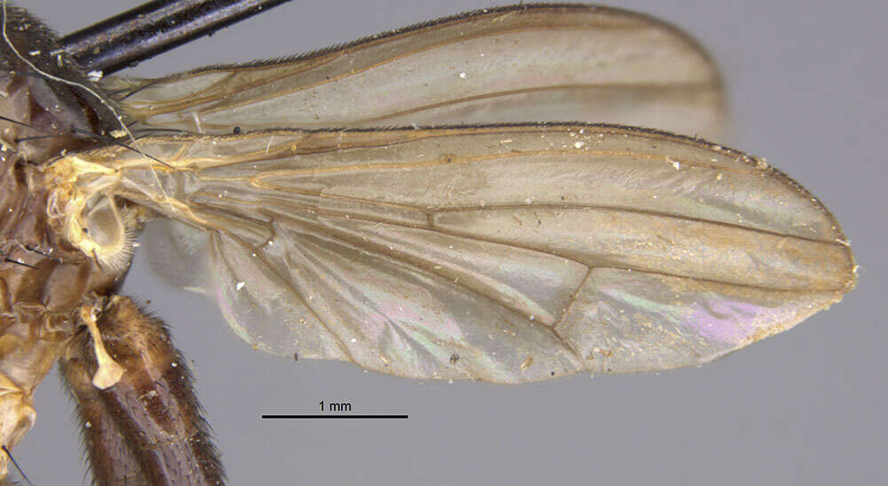 Image de Sciomyza varia (Coquillett 1904)