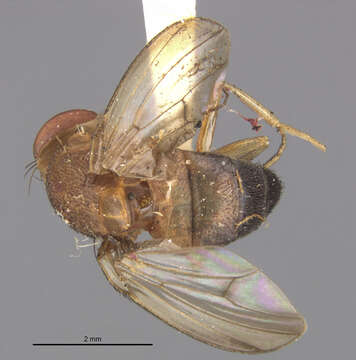 Image of Rhinoleucophenga