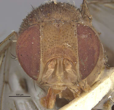 Image of Rhinoleucophenga