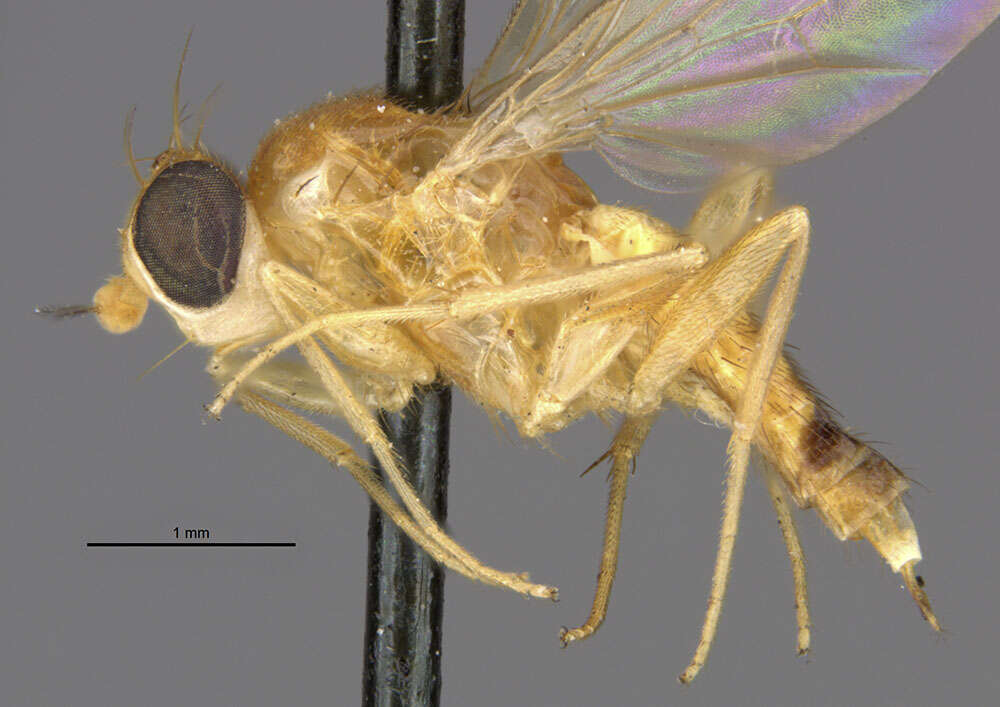 Sobarocephala flaviseta Johnson 1913 resmi