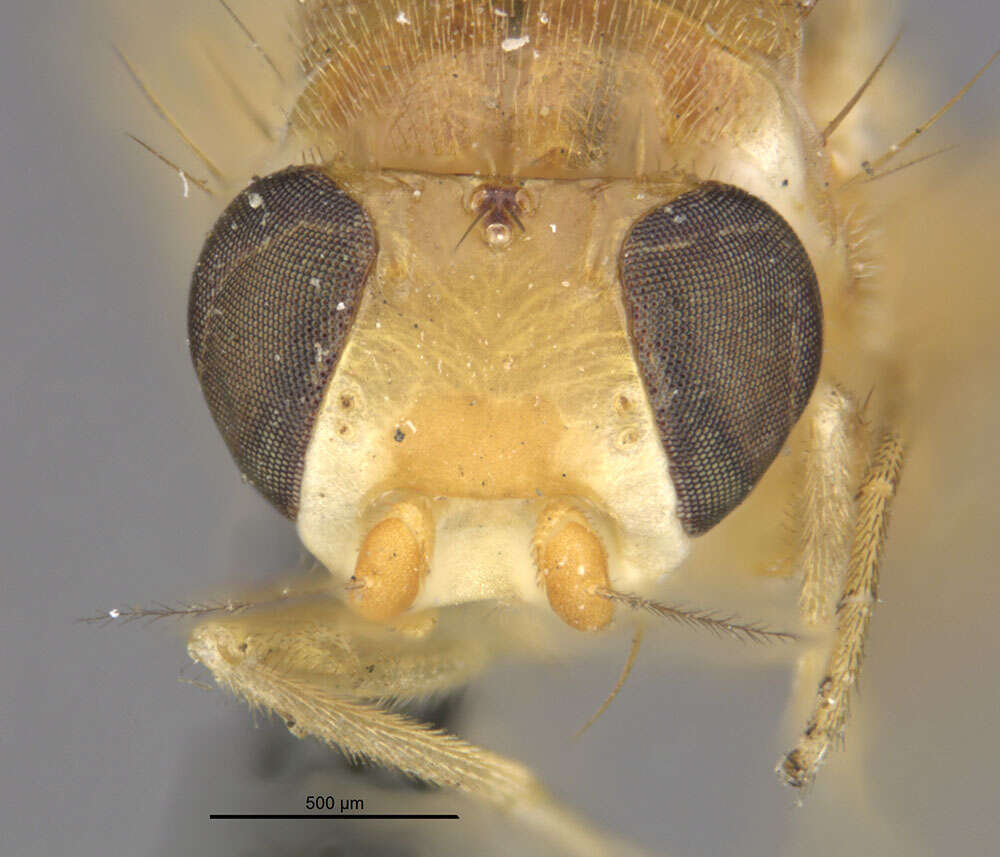 Sobarocephala flaviseta Johnson 1913 resmi