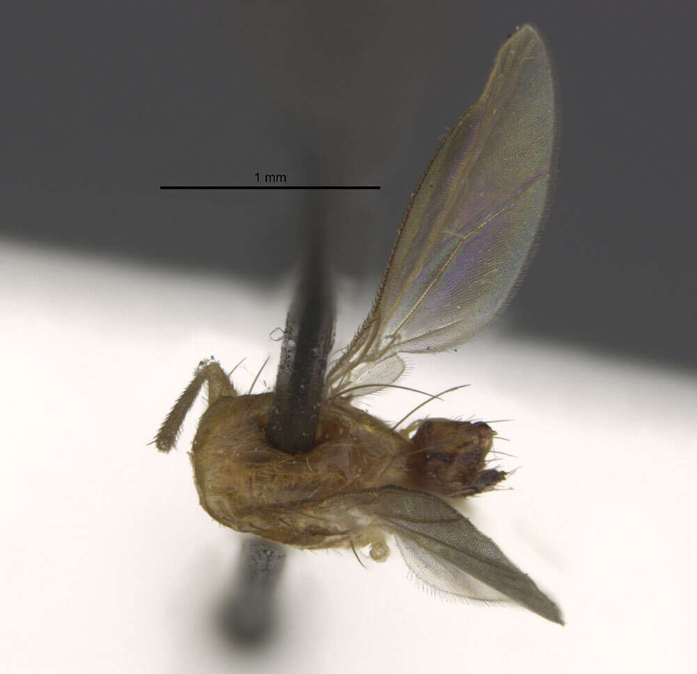 Image of Opomyzoidea