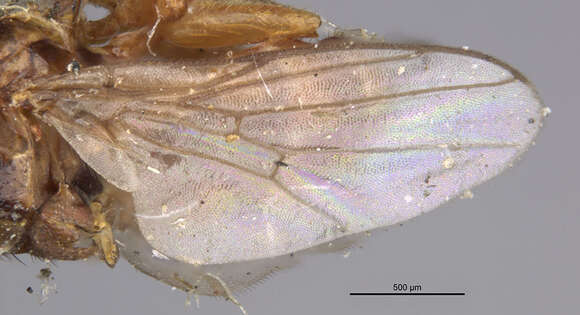 Image of Homaluroides