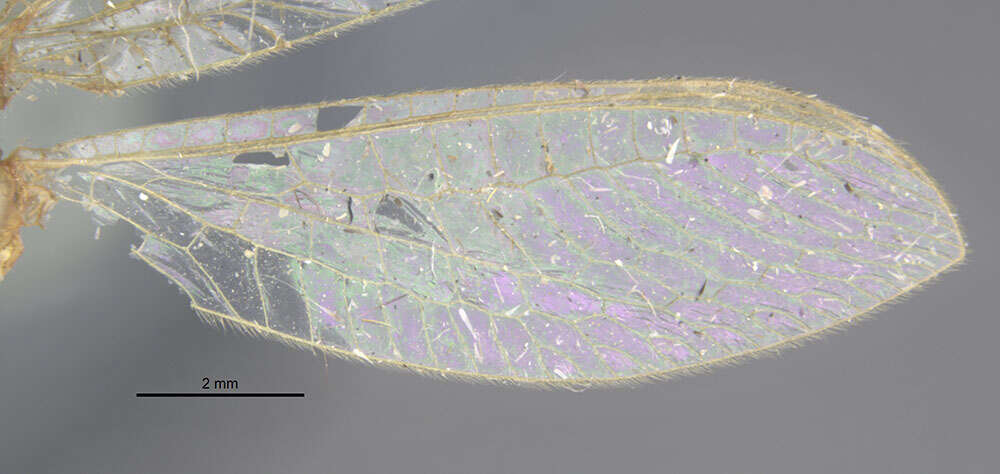 Ceraeochrysa everes (Banks 1920)的圖片