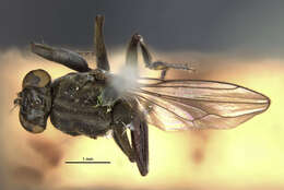 Image of Mantis Fly