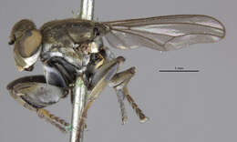 Image of Mantis Fly