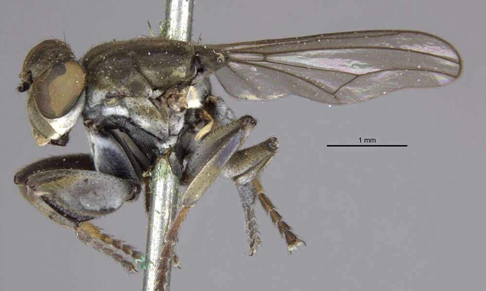 Image of Mantis Fly