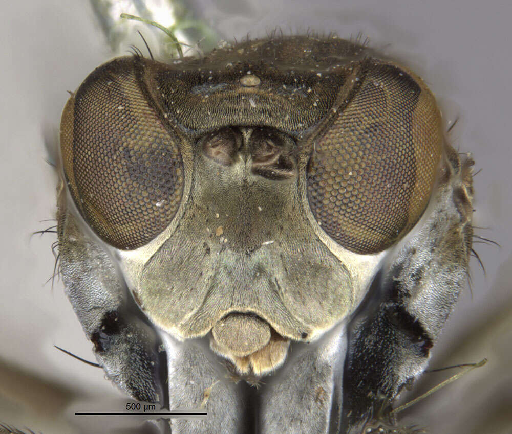 Image of Mantis Fly