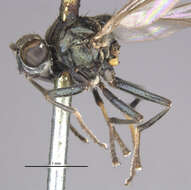Image of Pelina truncatula Loew 1878