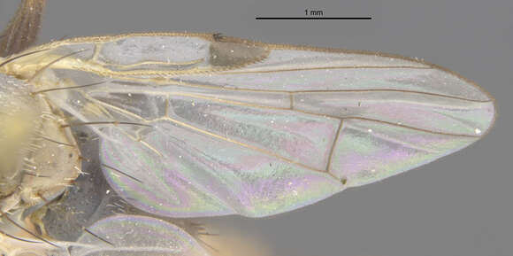 Neaspilota albidipennis (Loew 1861)的圖片