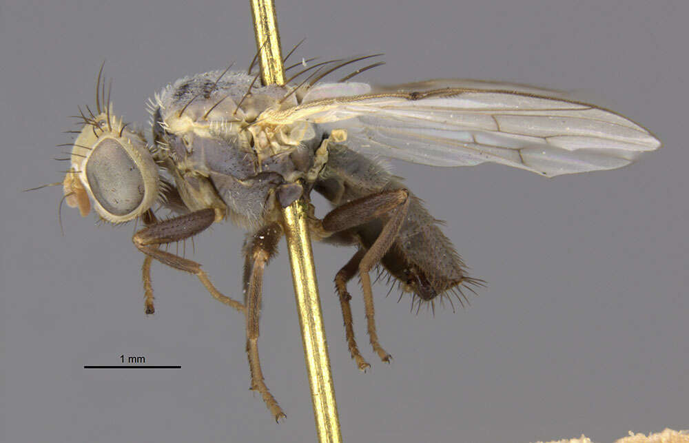 Neaspilota albidipennis (Loew 1861)的圖片