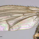 Sivun Dimecoenia spinosa (Loew 1864) kuva