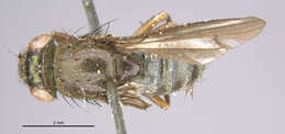Sivun Dimecoenia spinosa (Loew 1864) kuva