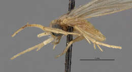 Image of Cernotina pallida (Banks 1904)