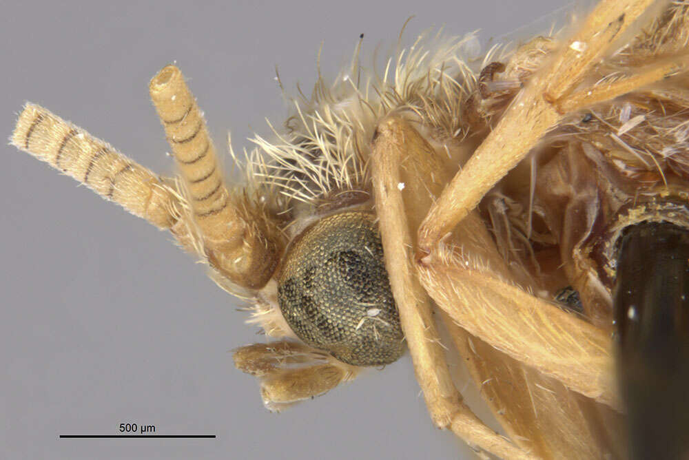 Image of Phylocentropus placidus (Banks 1905)