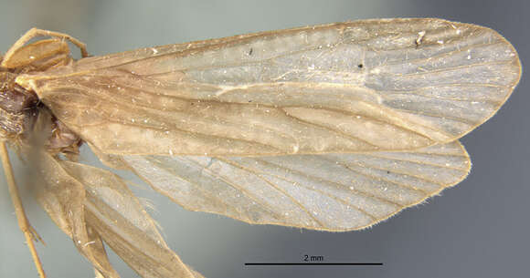 Image of Phylocentropus