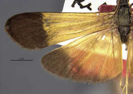 Image of Centromacronema nigrifrons Banks 1913
