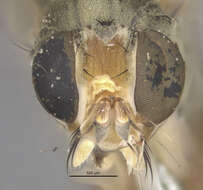 Image of Pogonota gilvipes (Loew 1863)
