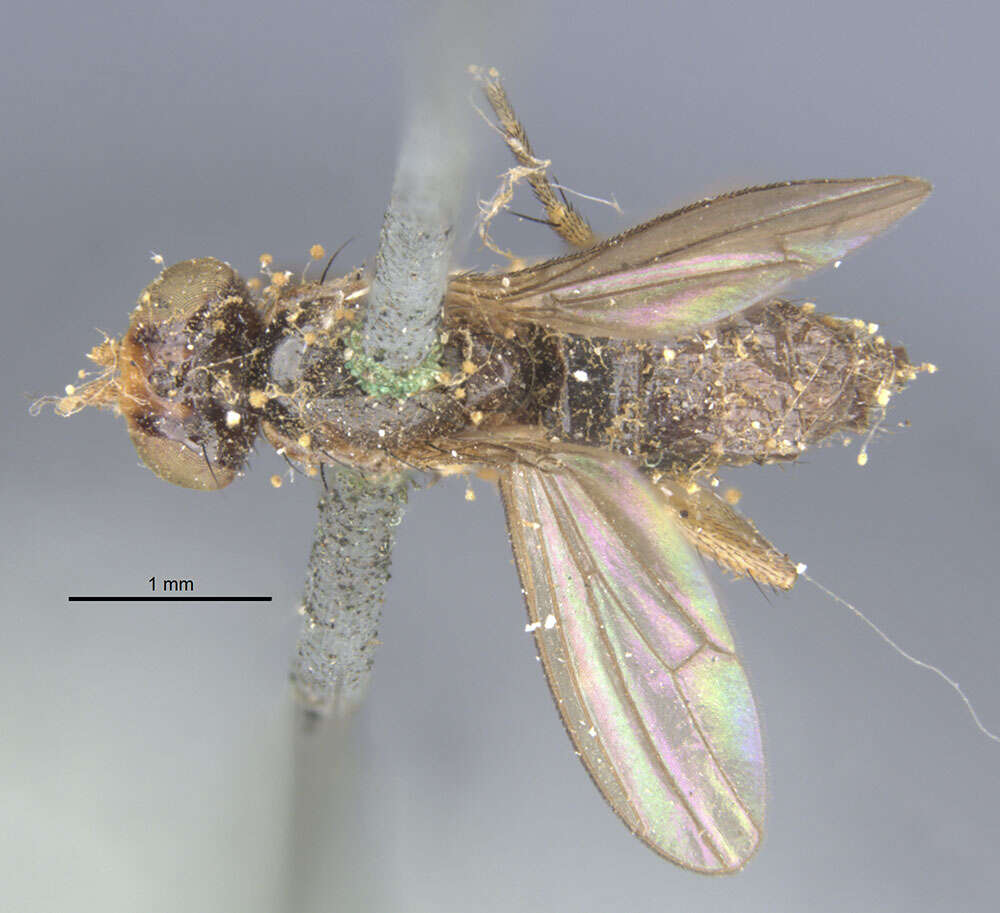 Image of Pteromicra apicata (Loew 1876)