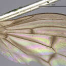 Image of Pherbellia tenuipes (Loew 1872)