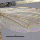 Image of Trigonometopus vittatus Loew 1869