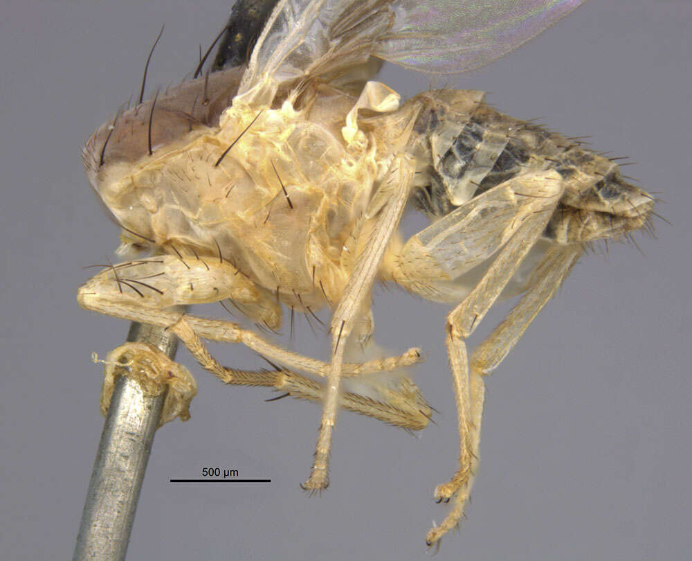 Image of Trigonometopus vittatus Loew 1869