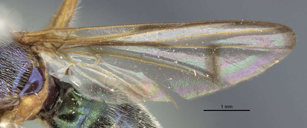 Image of Senopterina caerulescens Loew 1873