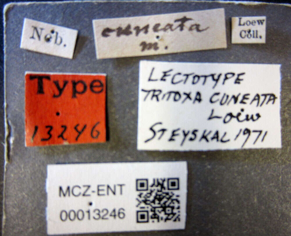 Image of Tritoxa cuneata Loew 1873