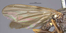 Image of Tetanops luridipennis Loew 1873
