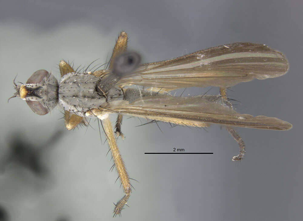 Imagem de <i>Cryptocheilus idoneum birkmanni</i>