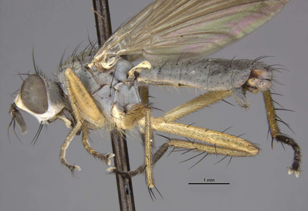 Imagem de <i>Cryptocheilus idoneum birkmanni</i>