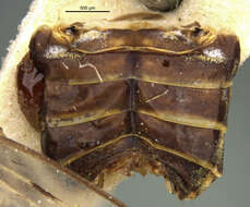 Image de Cyclopoliarus atkinsae (Myers 1928)