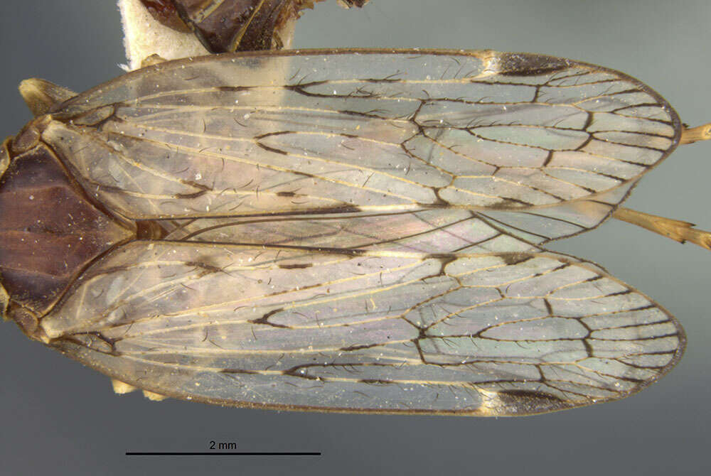 Image de Cyclopoliarus atkinsae (Myers 1928)