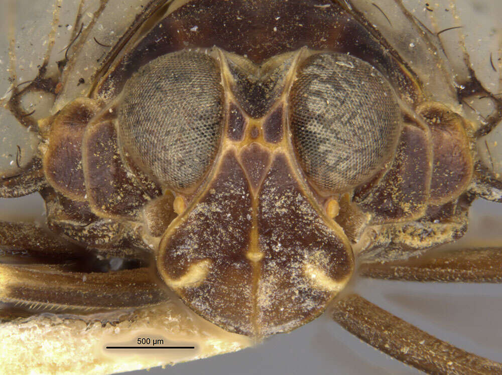 Image de Cyclopoliarus atkinsae (Myers 1928)