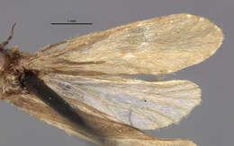 Image of Cyrnellus