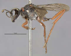 Image of <i>Ammophila ruficollis</i>
