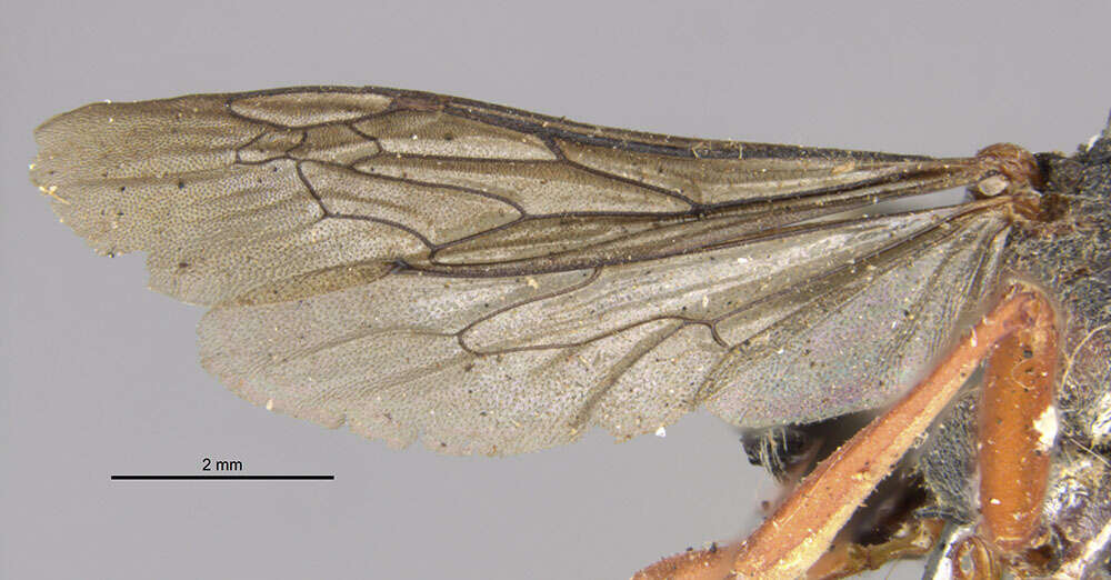 Image of <i>Ammophila ruficollis</i>