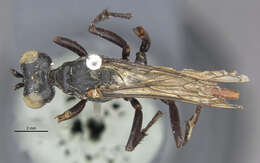 Image de Ammophila lampei Strand 1910