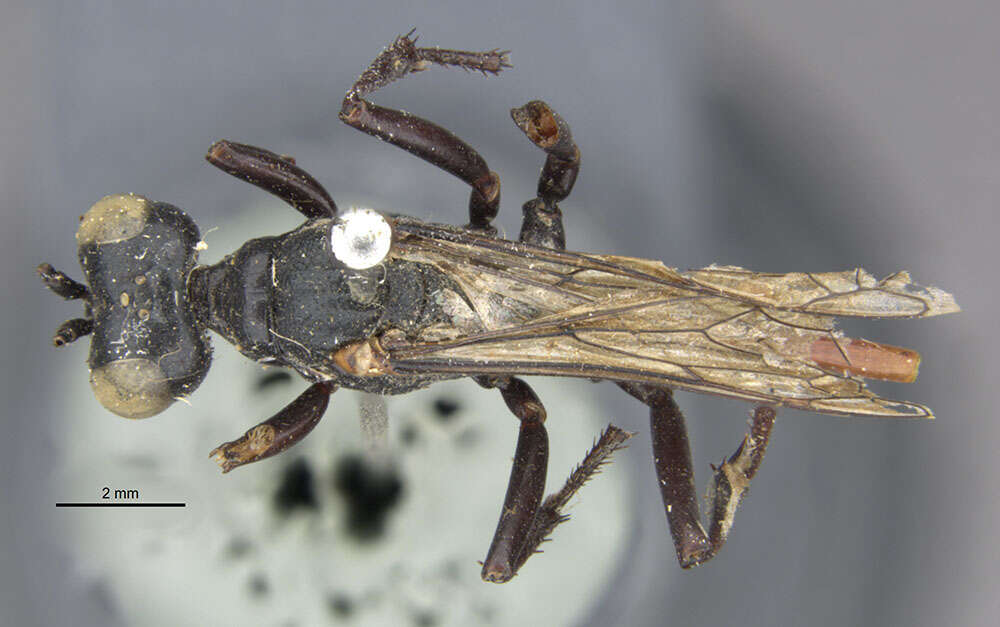 Image de Ammophila lampei Strand 1910