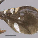 Image of Pseudeutreta ligularis Bates 1933