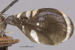 Image of Pseudeutreta ligularis Bates 1933