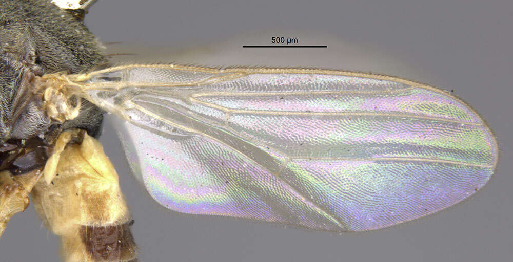 Image of Hippelates nobilis Loew 1863